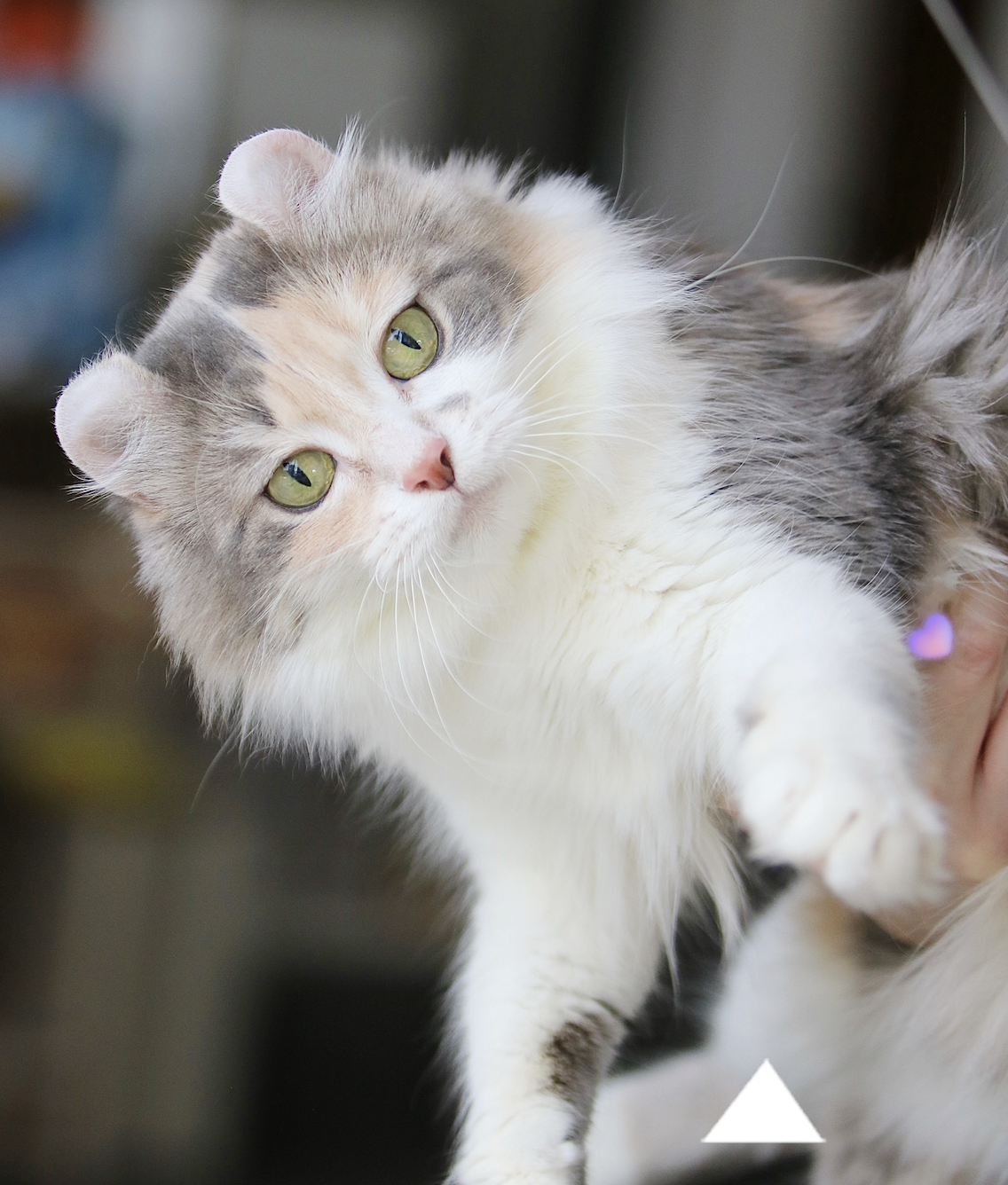 Female American Curl breeding cat Zhan Zhan