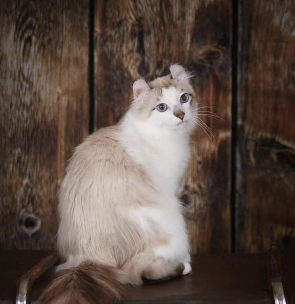 Male American Curl breeding cat Jianguo