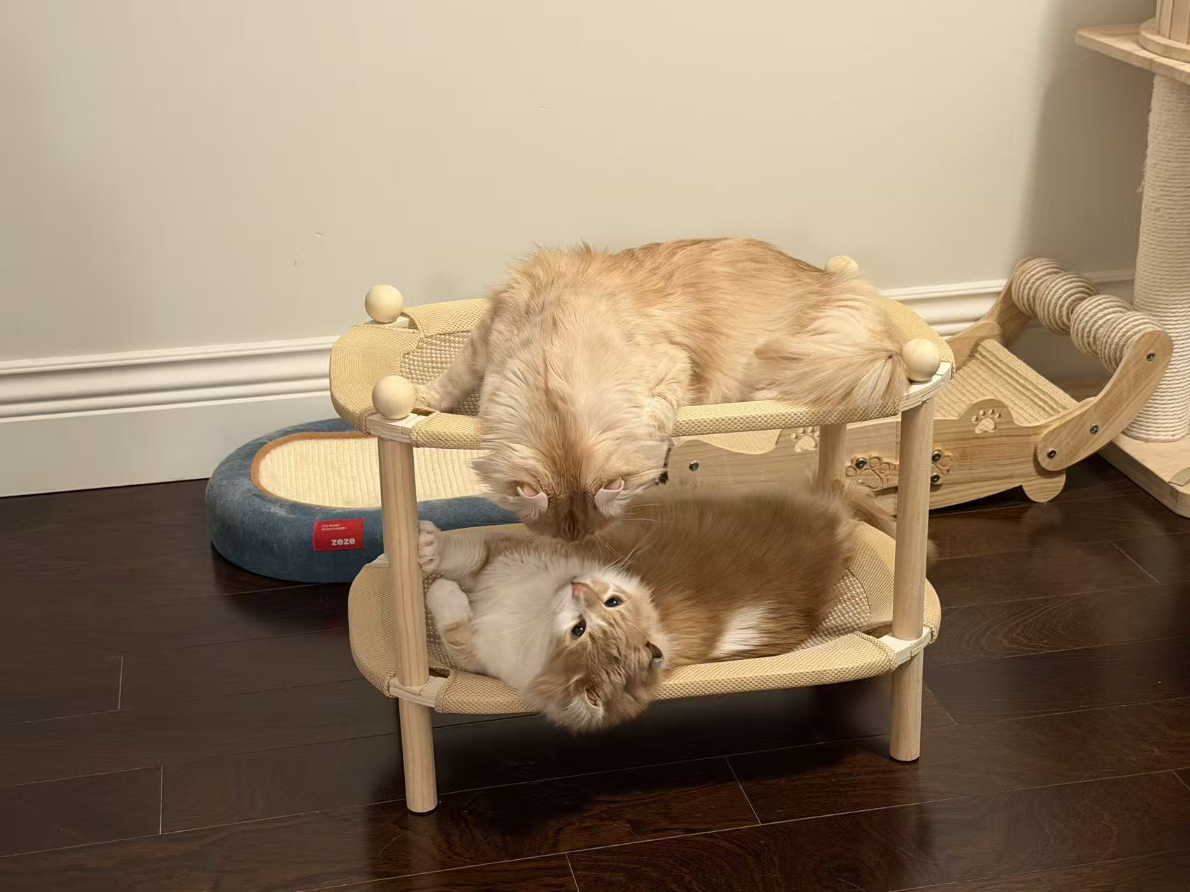 Choco & Xiaofeixiang · Vancouver, Canada
