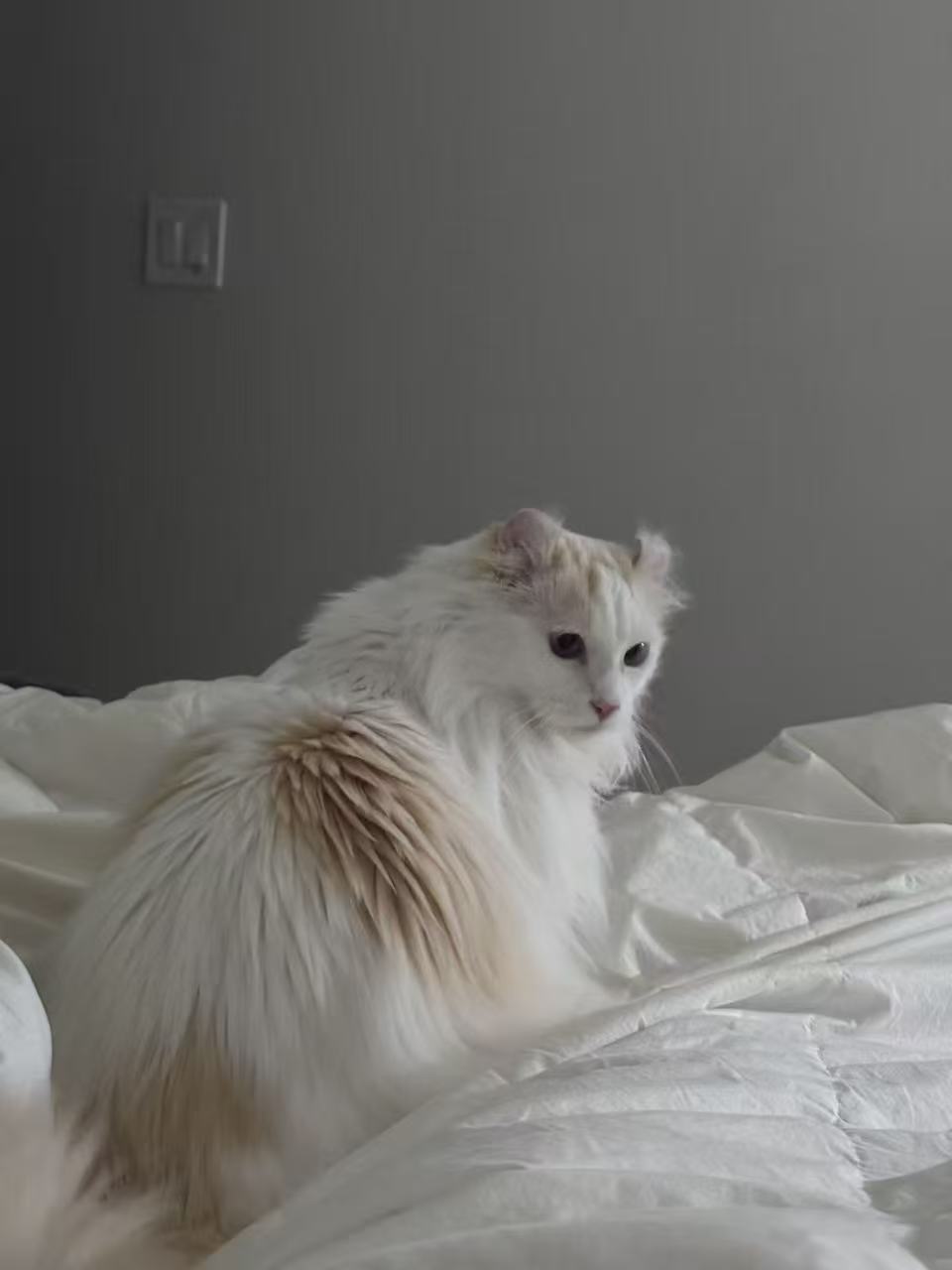 Snowball · Vancouver, Canada