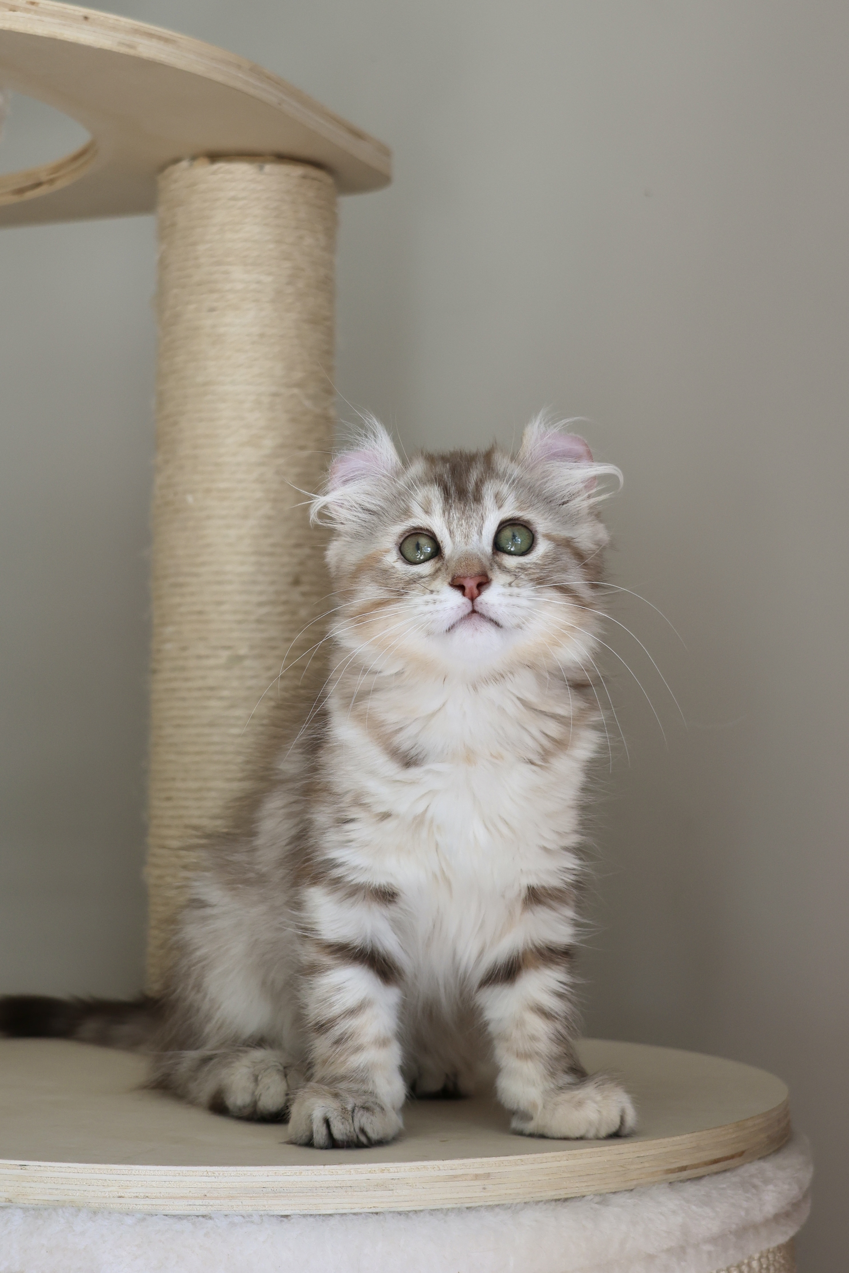 Available kitten Xiao Huihui, photo one