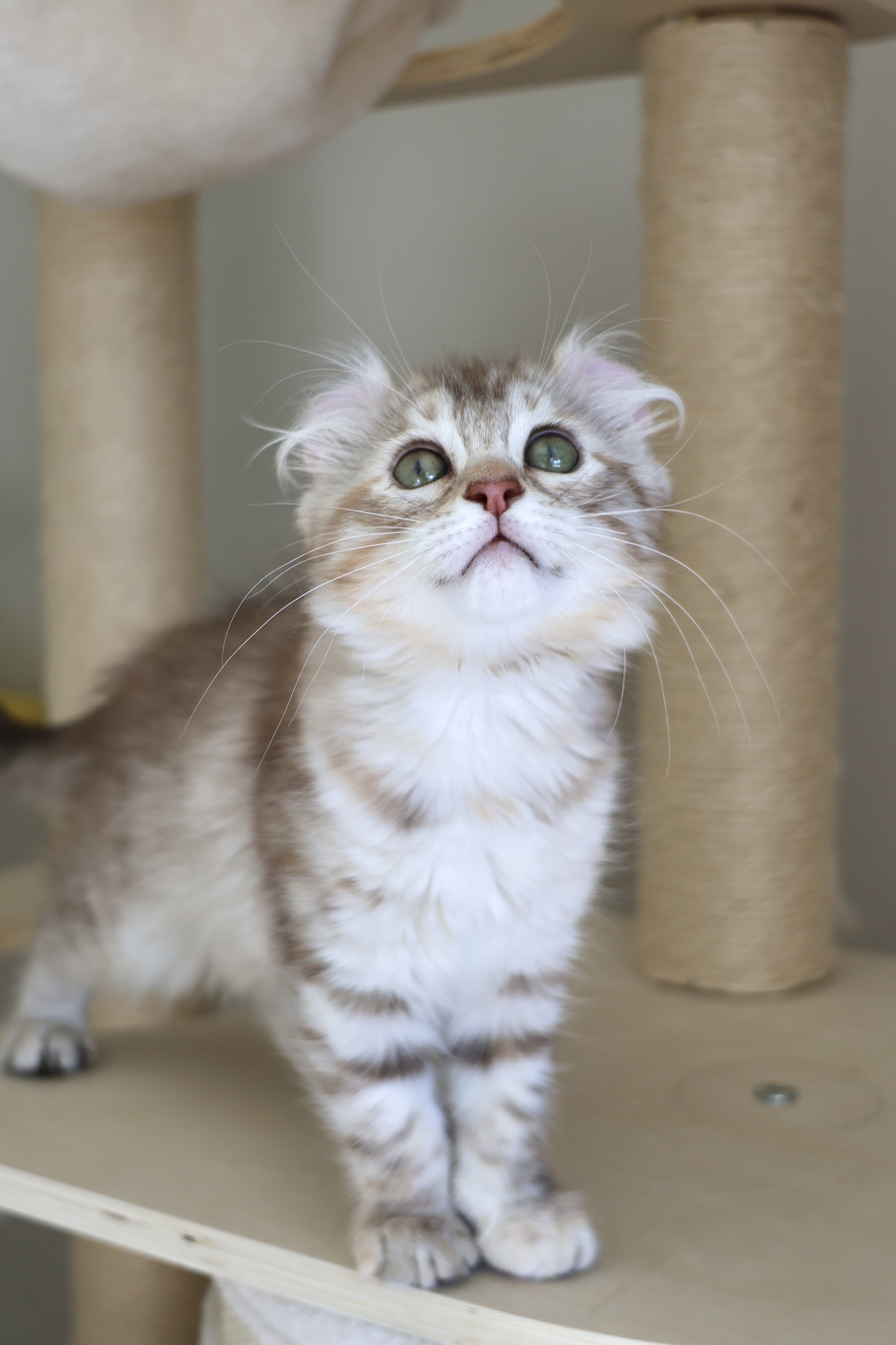 Available kitten Xiao Huihui, photo two